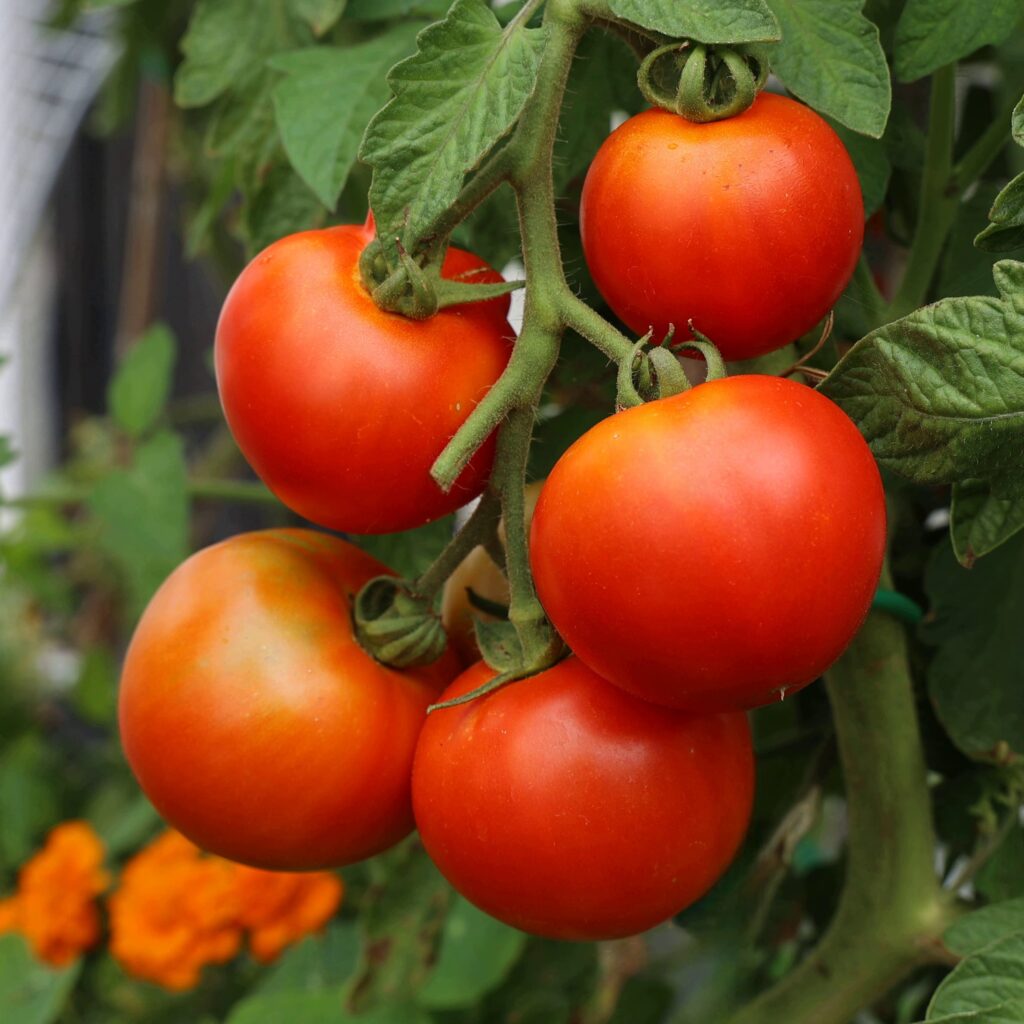 Image of tomatoes