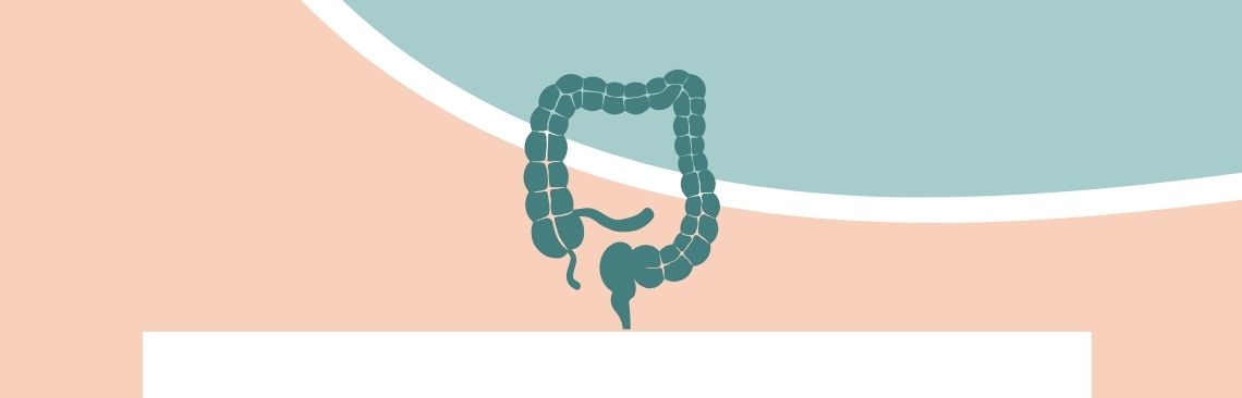 Banner image of intestines